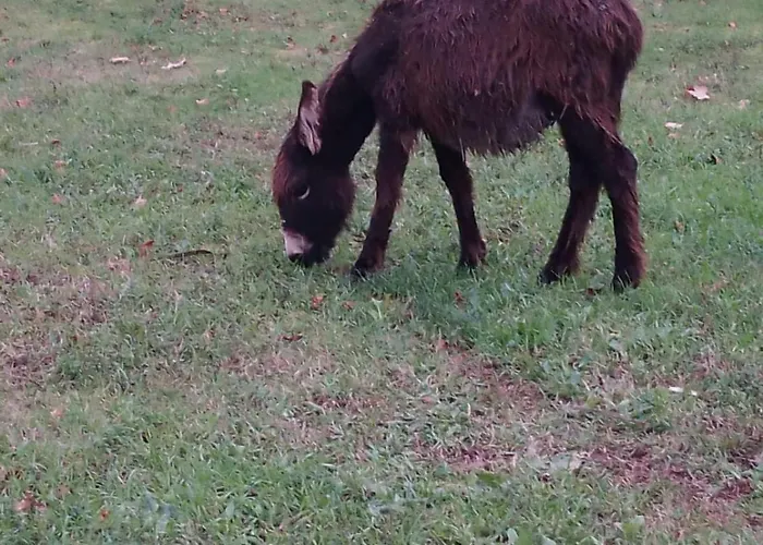 Tatil Evi Casa Do Faval